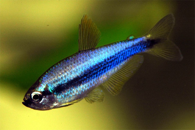 blue tetra care
