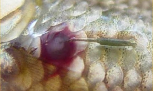Kutu Jangkar pada Ikan Cupang - 10 Jenis Penyakit pada Ikan Cupang, Penyebab, gejala dan cara mengobatinya