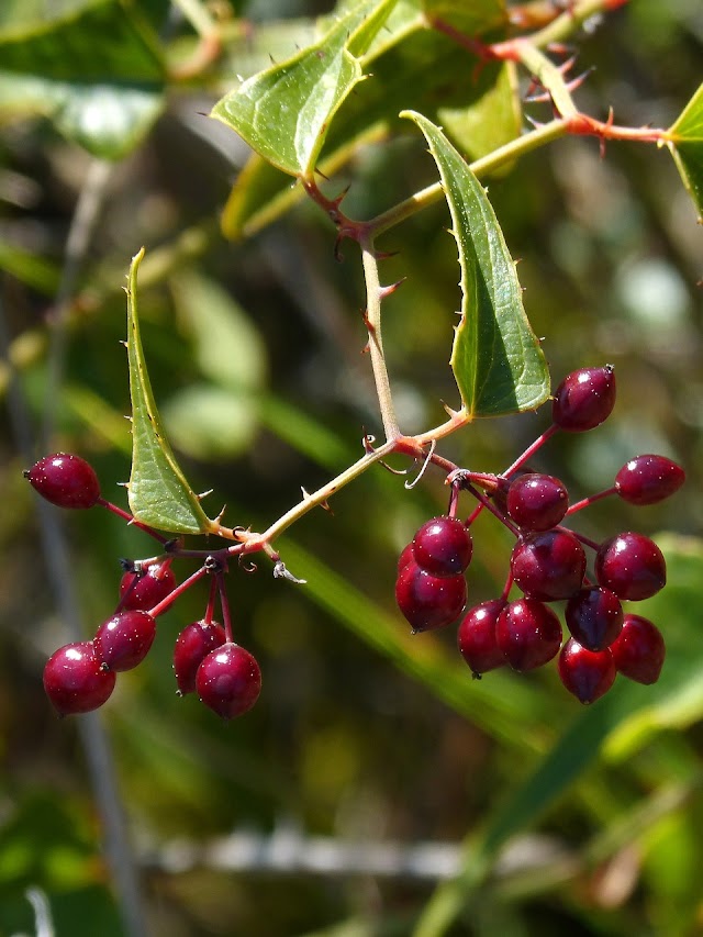 Las 8 plantas medicinales naturales de Guatemala