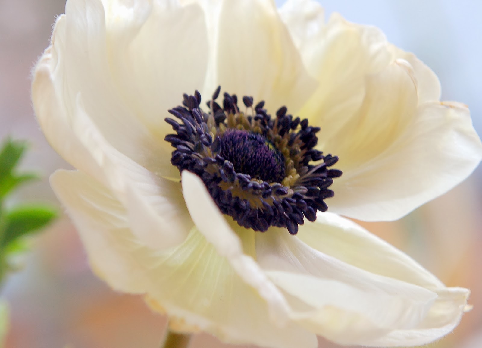 24 types of flowers White Anemone Flower | 1600 x 1155