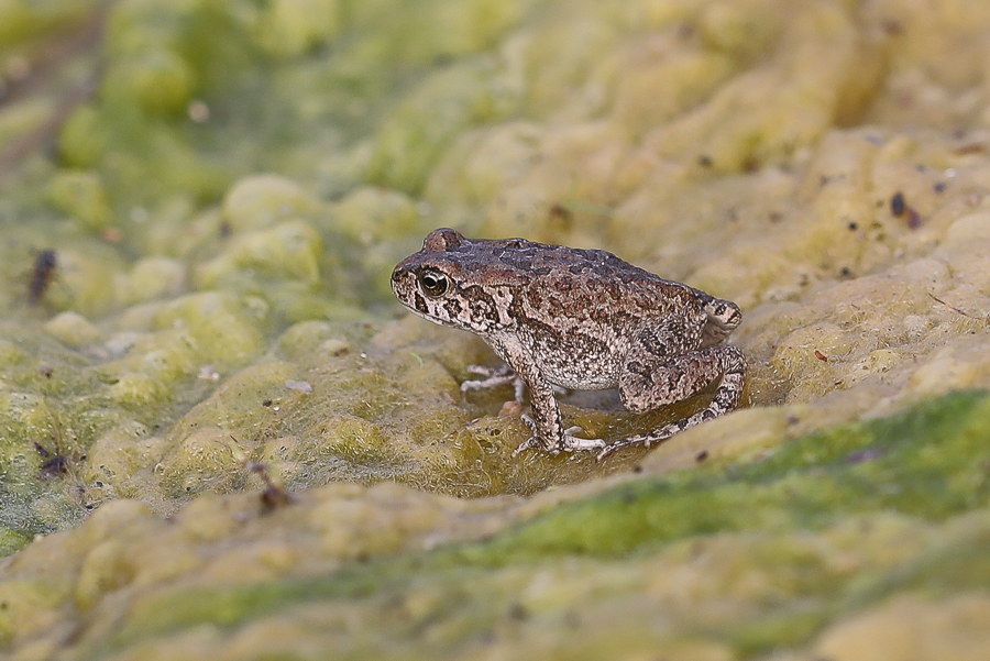 Arabian Skittering Frog