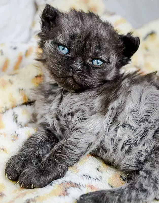 Smoky Selkirk Rex Kitten