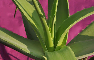 4 Manfaat Lidah Buaya Untuk Wajah Berjerawat Dan Cara Menggunakannya 1 aloe vera 3634937 1920