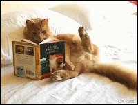 Amazing Cat GIF • Clever ginger cat reading a good book in bed like his human, OMG they're evolving!