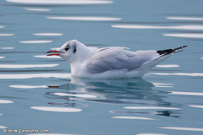 Gavina vulgar (Chroicocephalus ridibundus)