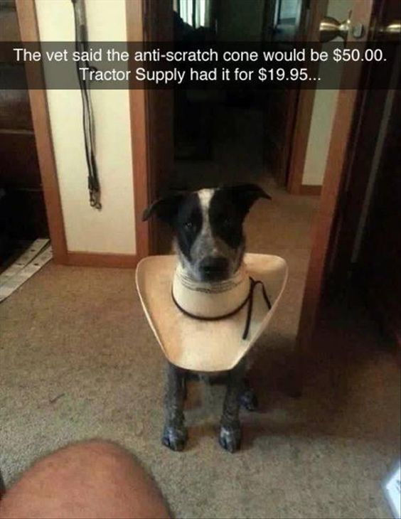 dog cone homemade