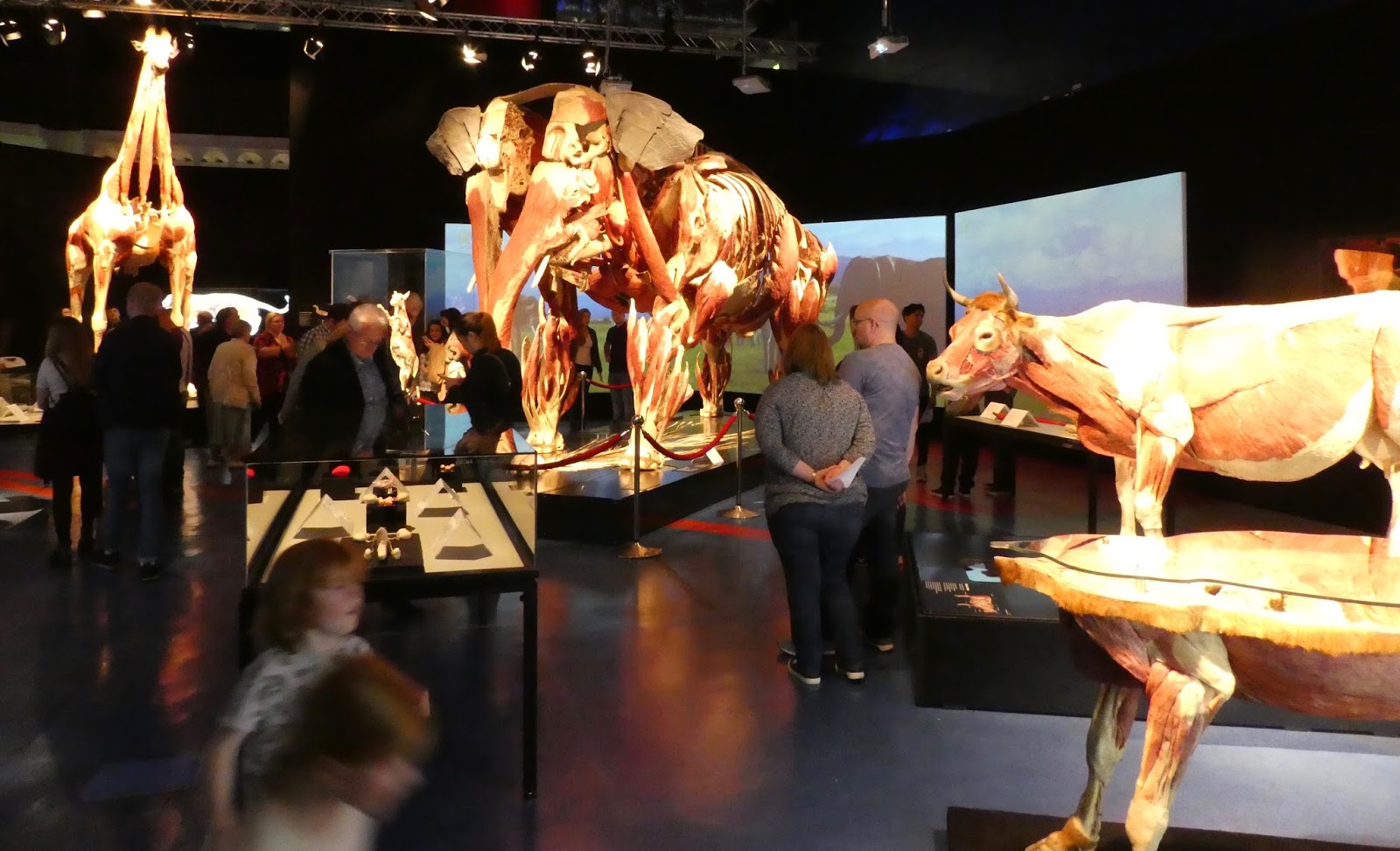 taking your children to see Animal Inside Out at Life Science Centre, Newcastle