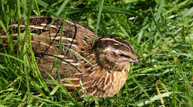 Quail Bird In Hindi
