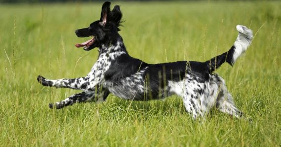 Putin Militareinsatz Derzeit Nicht Notwendig Pdf Free Download