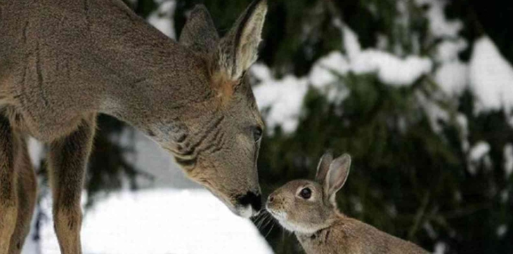 White Wolf : Deer and Rabbit Are Best Friends In The Wild. (PHOTOS)