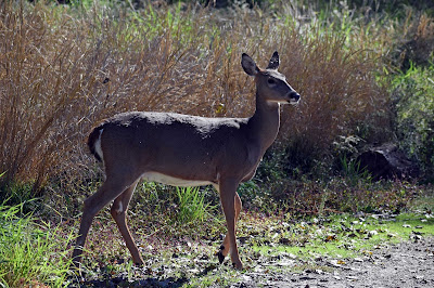 Deer crossing trail