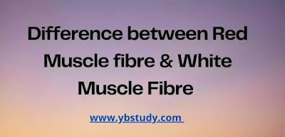 Difference between Red and White Muscle Fibre