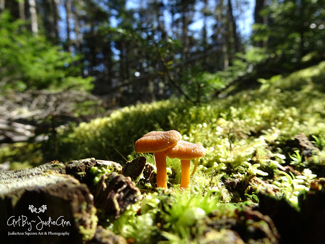Newfoundland Chanterelle Mushrooms