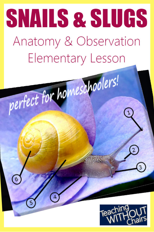 Snail Anatomy + Snails & Slugs Science Homeschool Unit Study Teaching