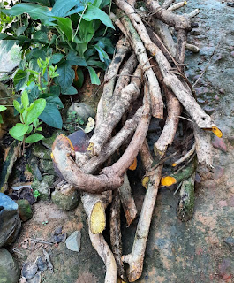 Manfaat Kayu Kuning Bagi Kesehatan Akarnya Sangat Berkhasiat  manfaat kayu kuning sudah lama dikenal di Indonesia karena khasiatnya dapat mengobati ber Manfaat Kayu Kuning Bagi Kesehatan Akarnya Sangat Berkhasiat