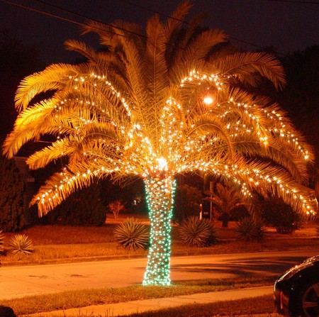 Phillip S Natural World Christmas Palm Trees