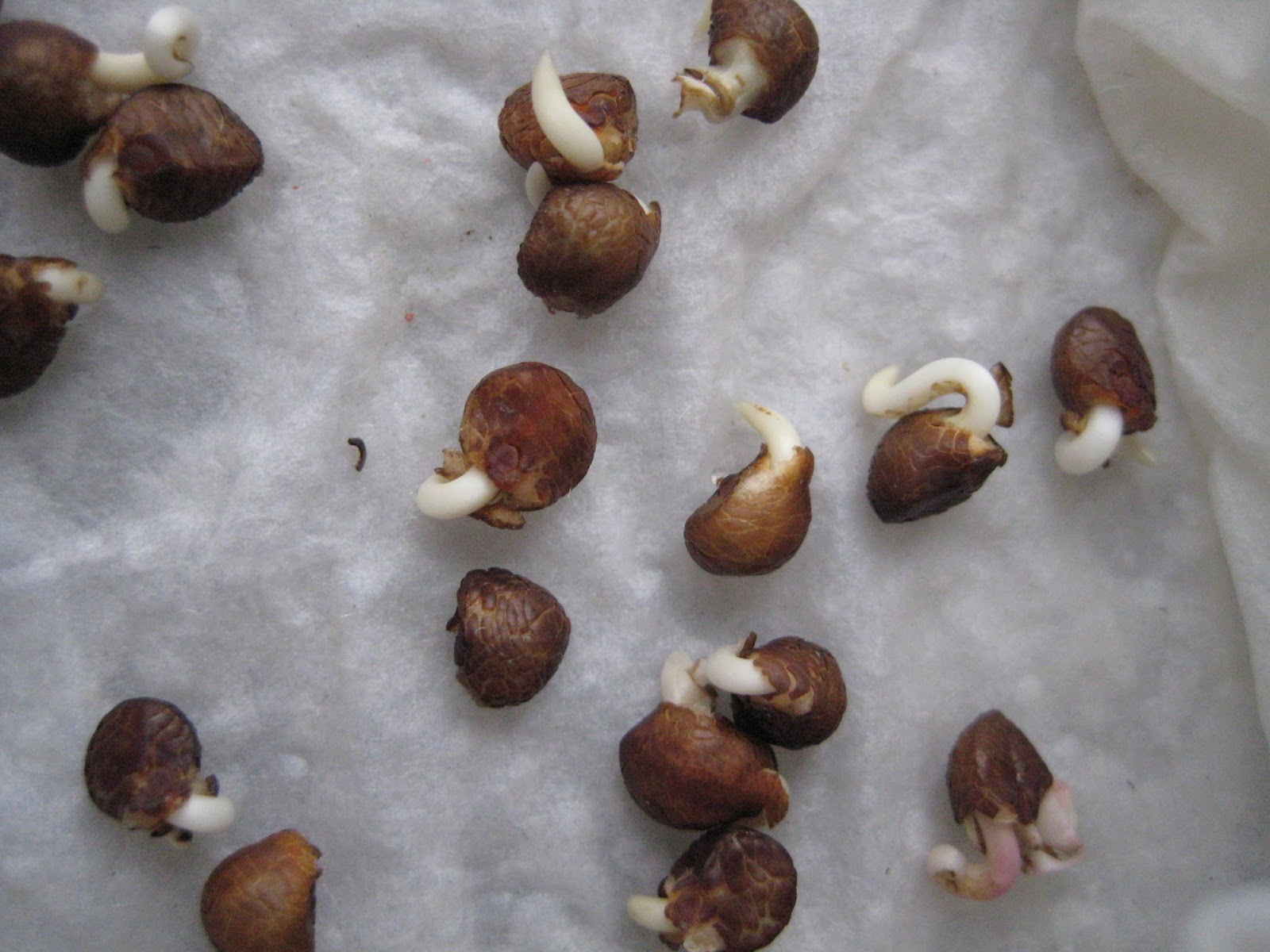 Sweet potato plant seeds