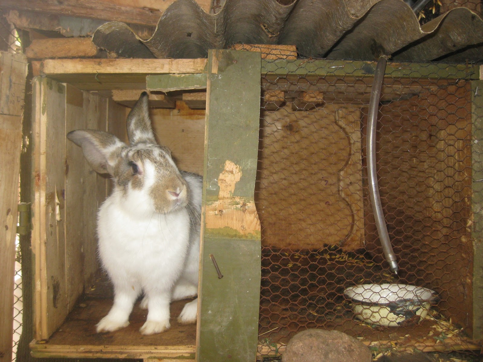 Калифорнийски зайци -гр.Белоградчик