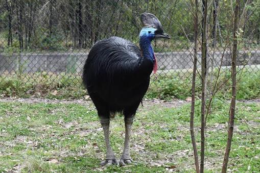 Southern Cassowary is the number one among the most dagerous birds in the world