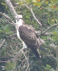 Osprey