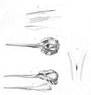La Plata yunusu kafatası