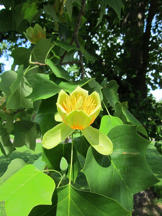 Tulip Poplar Trees Quick Facts and Pictures