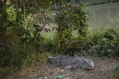 A Crocodile at Karamjol in the Sundarbans A Crocodile at Karamjol in the Sundarbans