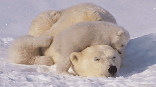 40.gif