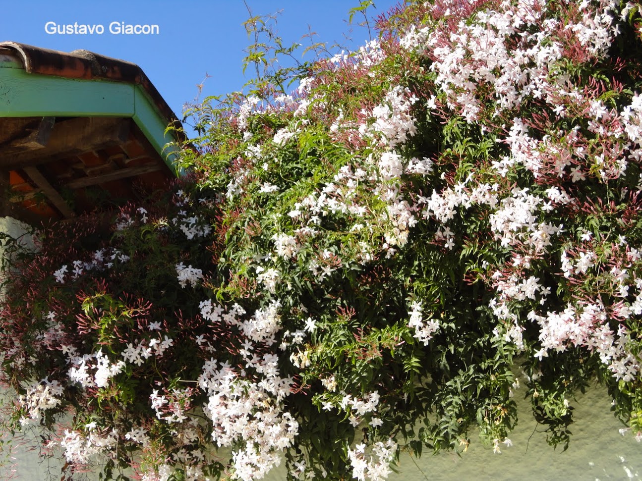 Viveiro Ciprest - Plantas Nativas e Exóticas: Jasmim dos Poetas ( Jasminum  polyanthum )
