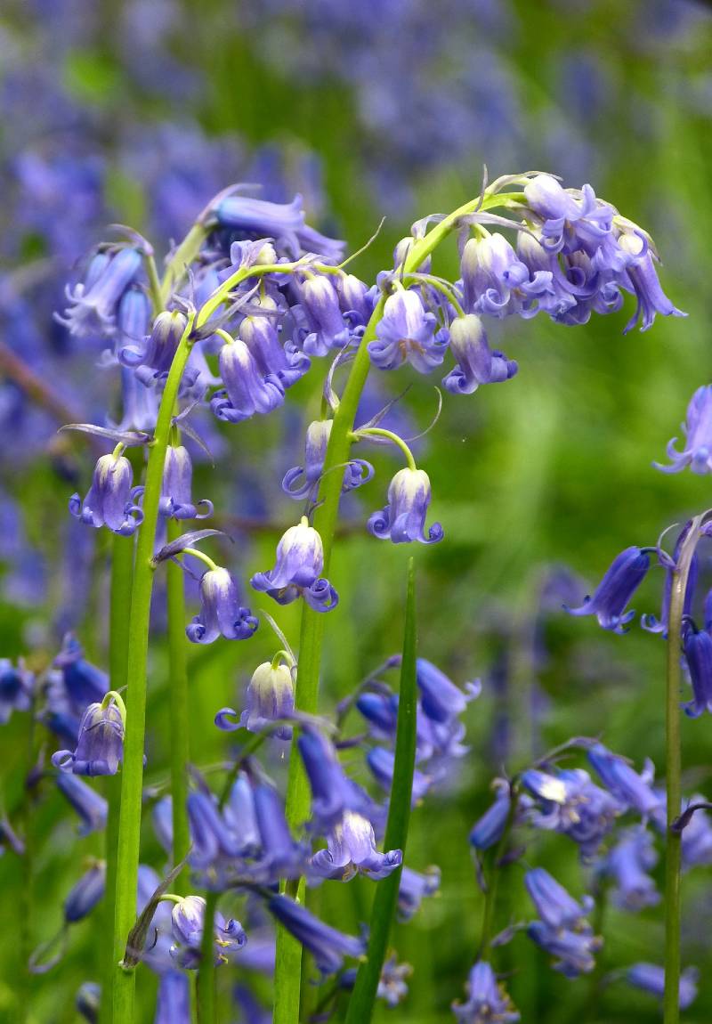 El Jacinto de los bosques forma masas de flores azules bajo los árboles