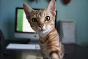 Populer 25 Gambar Lucu Kucing Selfie Paling Modern Dan Nyaman, Gambar Lucu