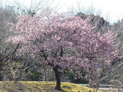 桜：鶴岡八幡宮