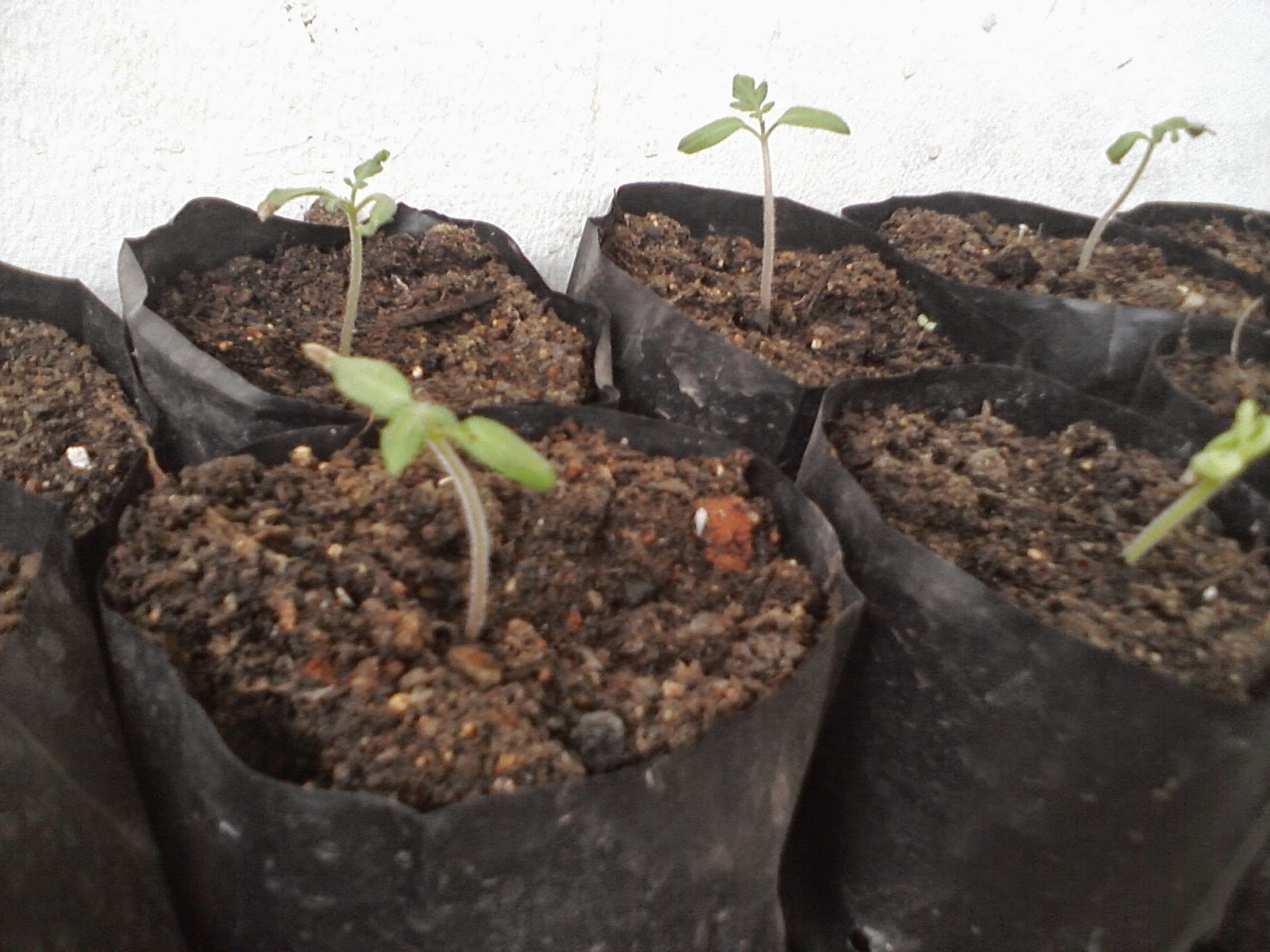 budidaya tomat karina penyemaian benih