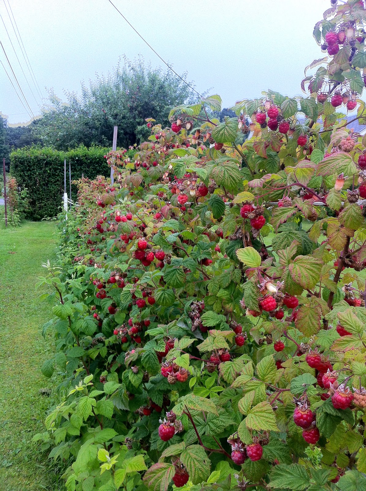 Life is Great The first Raspberry harvesting day