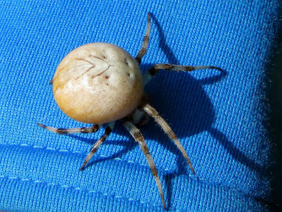 Krzyżak łąkowy (Araneus quadratus) krzyzak