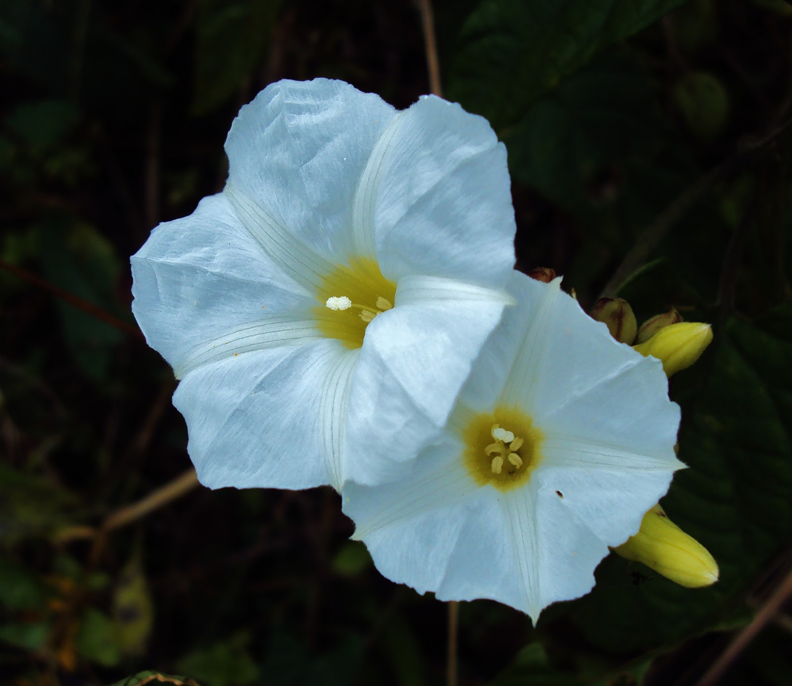 Biodiversity Capiz Pueblo Wild Flowers