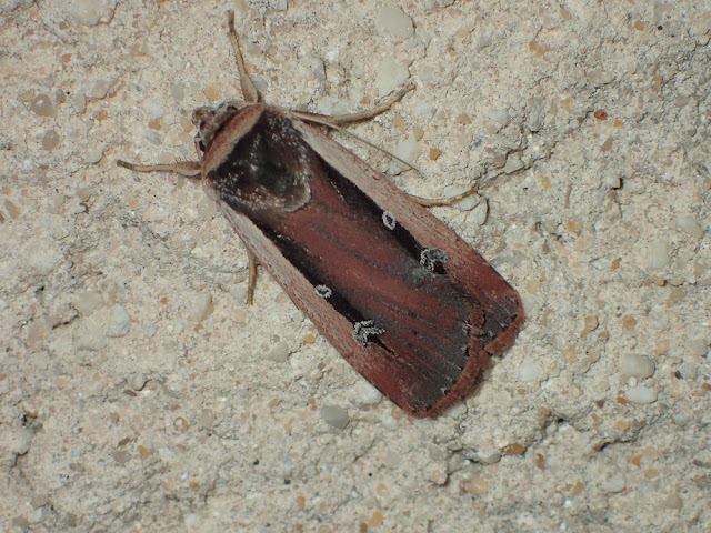 Ochropleura leucogaster Ochropleura leucogaster