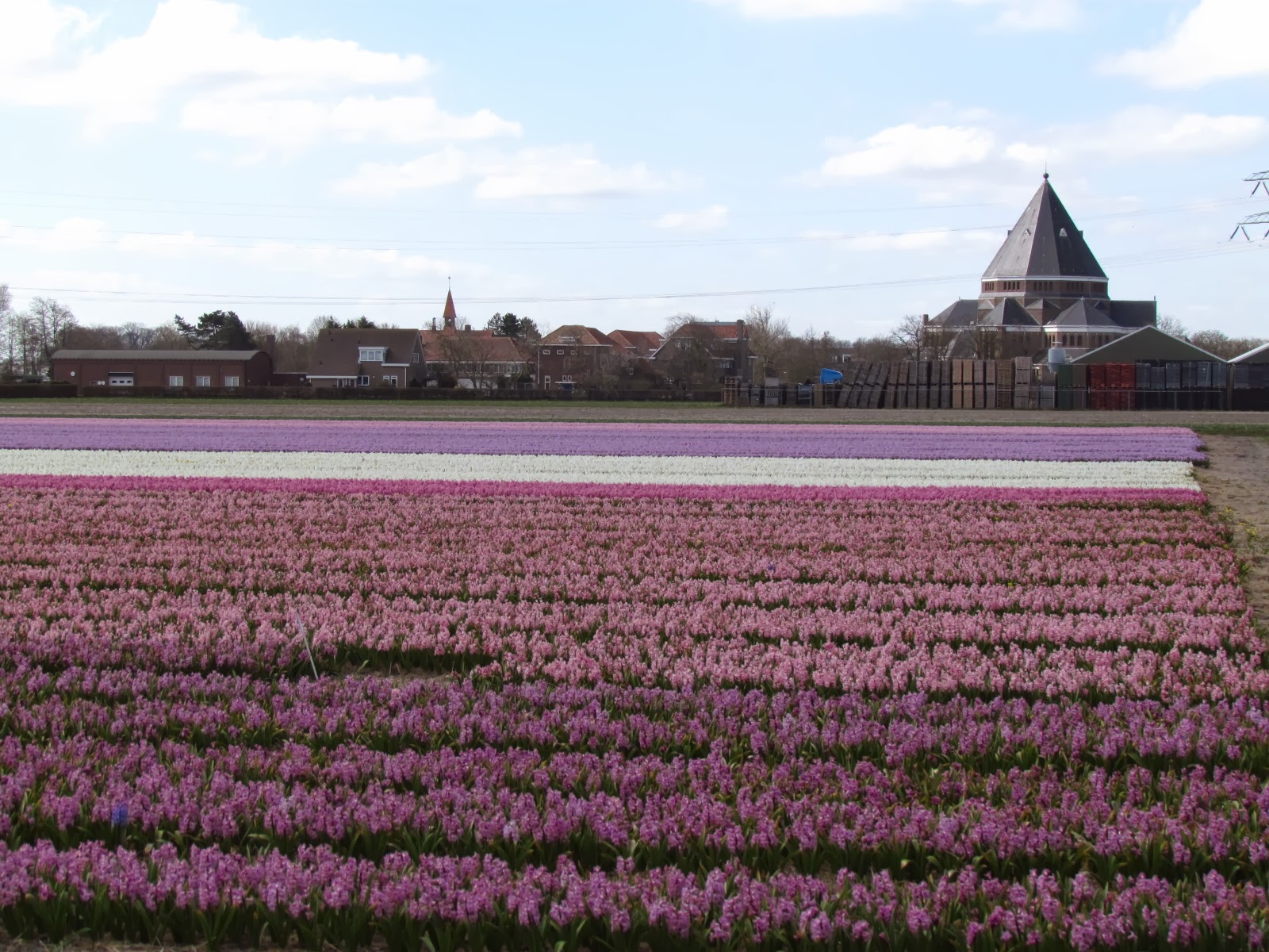 Planejamento de Viagem: LEIDEN - Campos de flores da Holanda