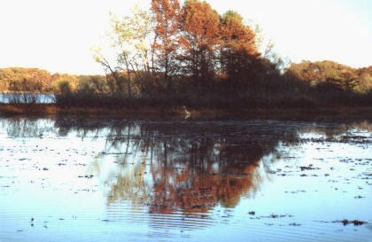 CHBlog: my trip to the marsh