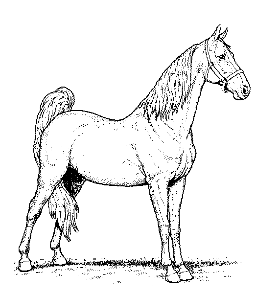 Realistic Coloring Pages Horses Realistic Coloring Pages Horses