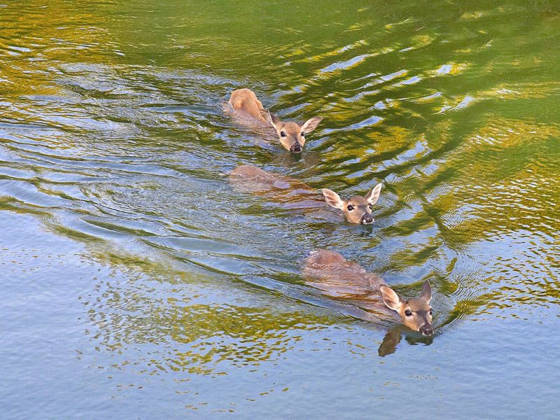 Every Day Is Special March 11 Key Deer Awareness Day