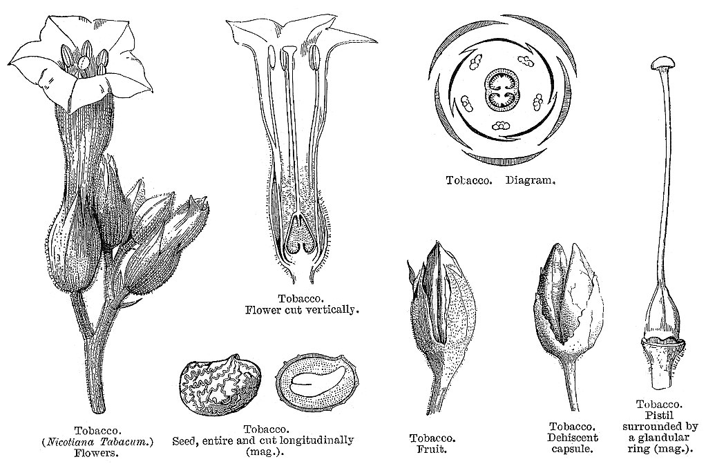 Solanáceas ~ PLANTUKIS