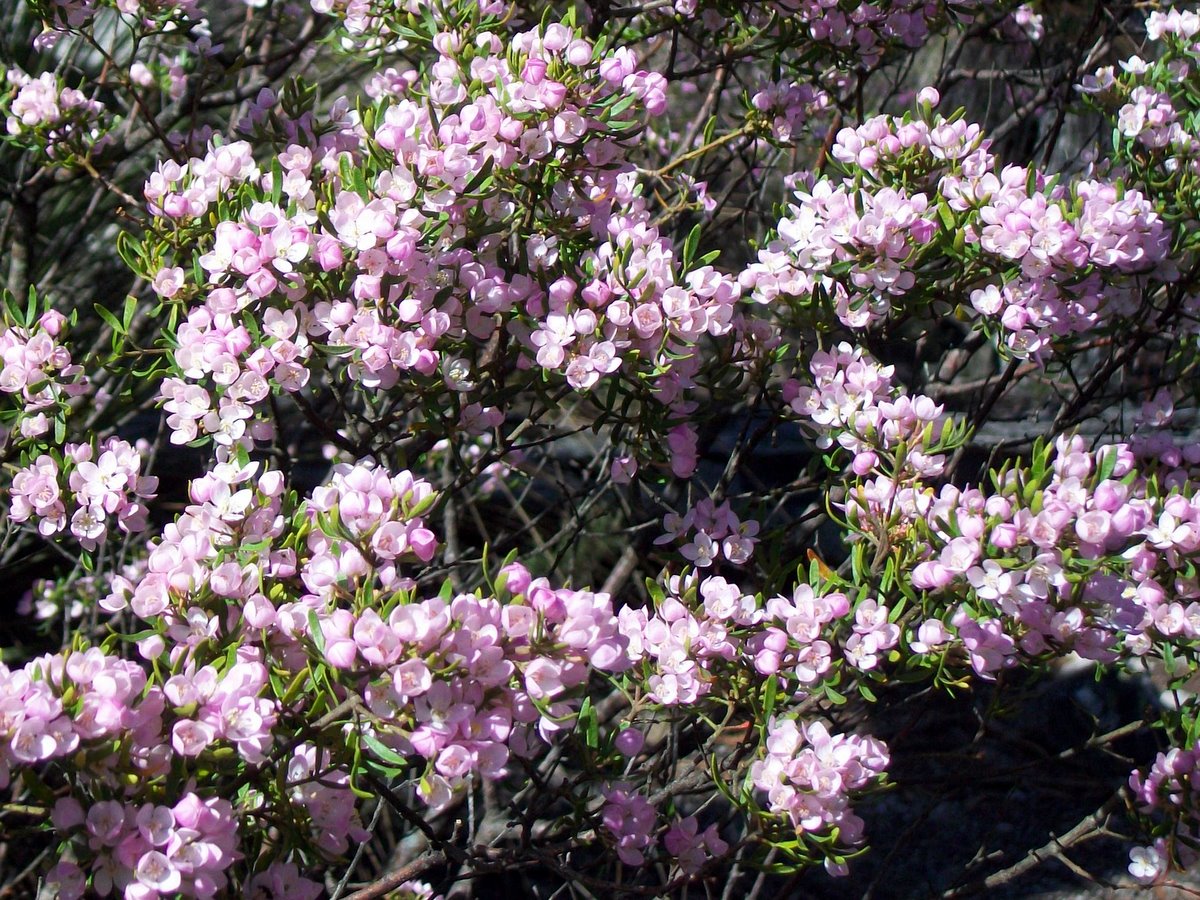 Beauty Of Flowers Boronia