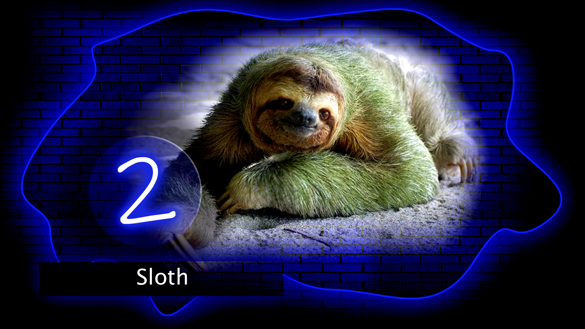 Top 10 Laziest Animals in the world - Top 10 hit videos