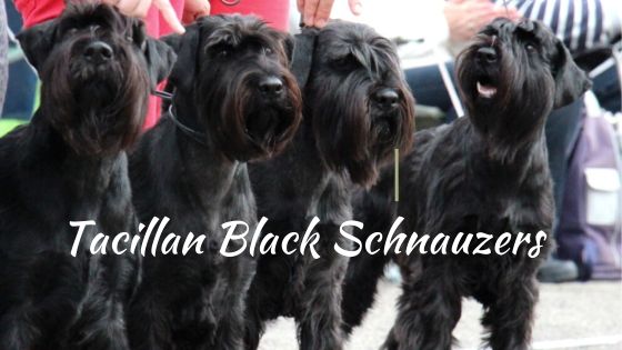 Tacillan Black Schnauzers