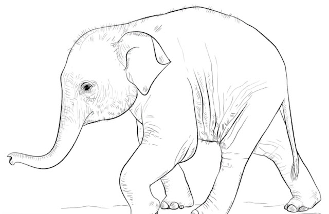 Sketsa Hewan Gambar Gajah