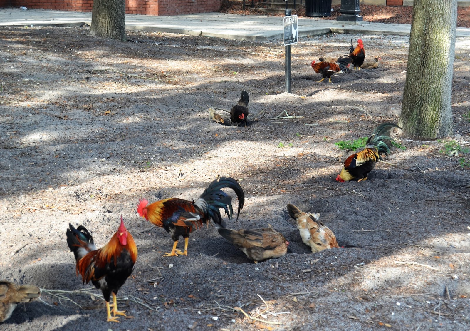 The Ybor City Stogie Ybor City Chickens