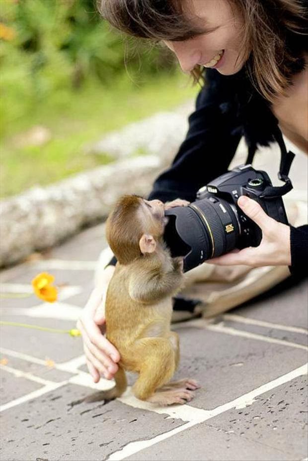 Monkey with camera funny pictures