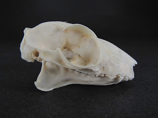 Malaya kolugosu kafatası