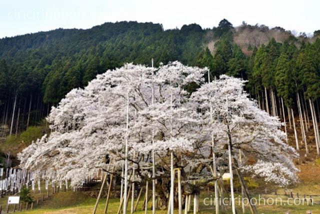 Ciri Ciri Pohon Sakura Tertua